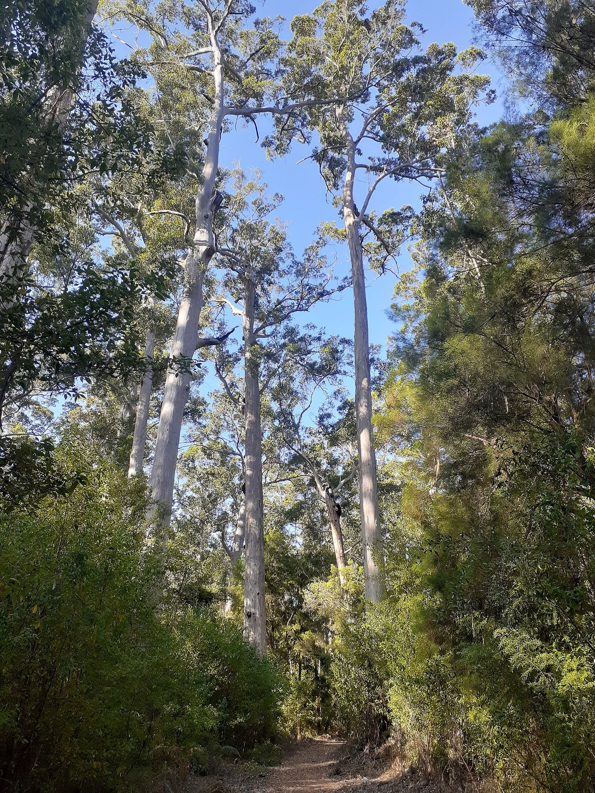 Old-growth karri (eucalyptus) forest, southwest Western Australia