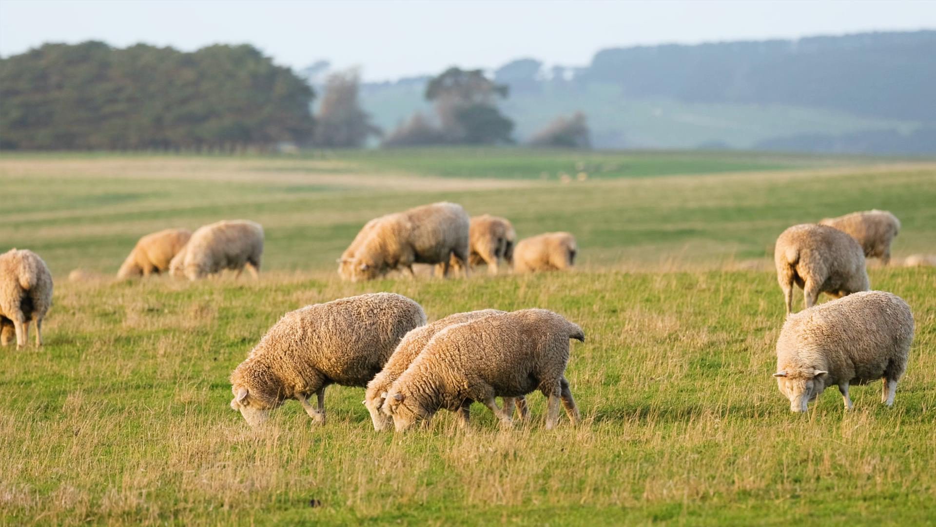 Sheep grazing on thick green pasture
