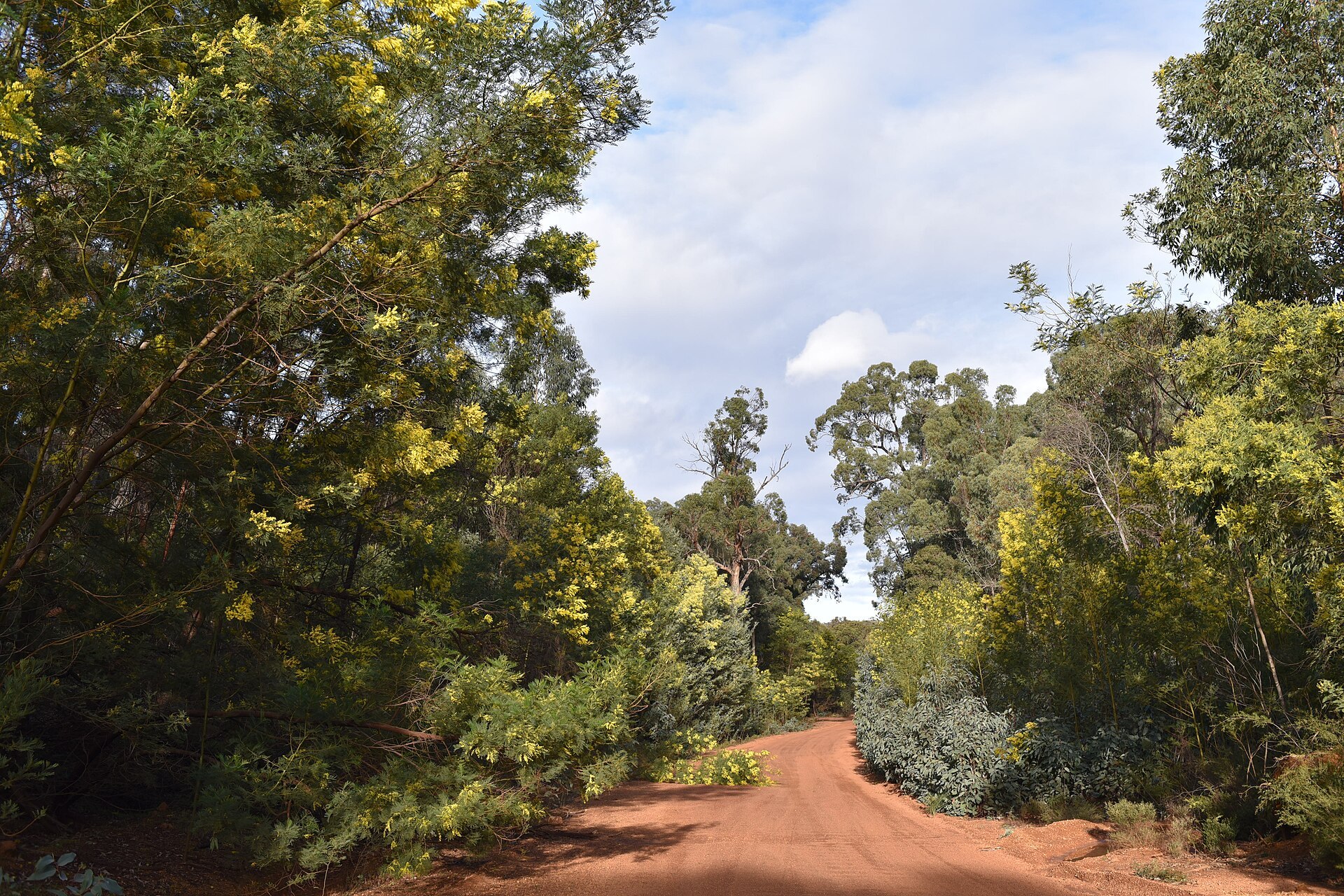Flowering golden wattle trees, Western Australia