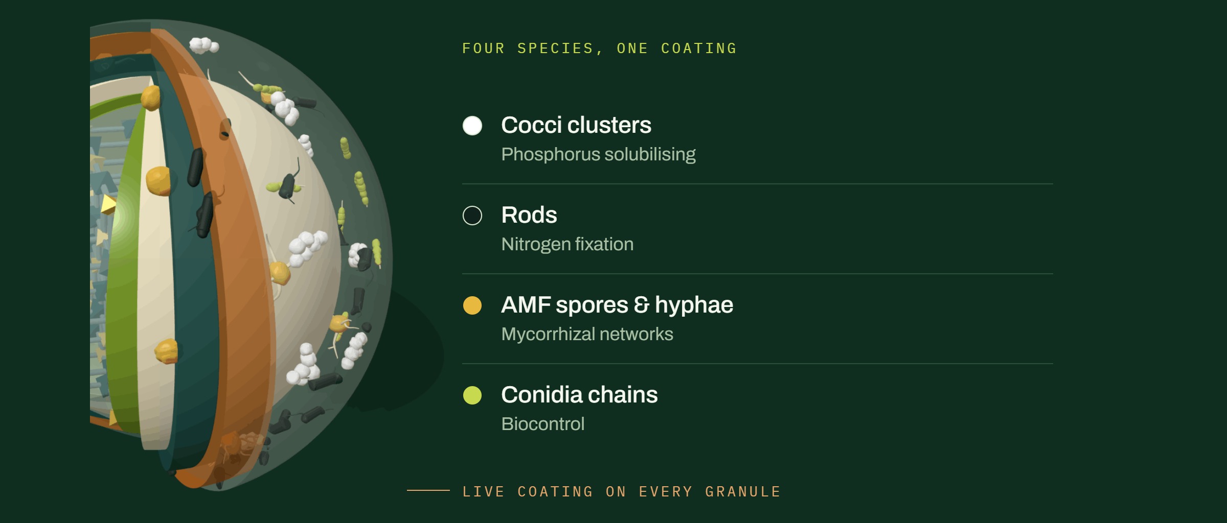 Cutaway render of the granule's live microbial coating, with the four organism types labelled by function.