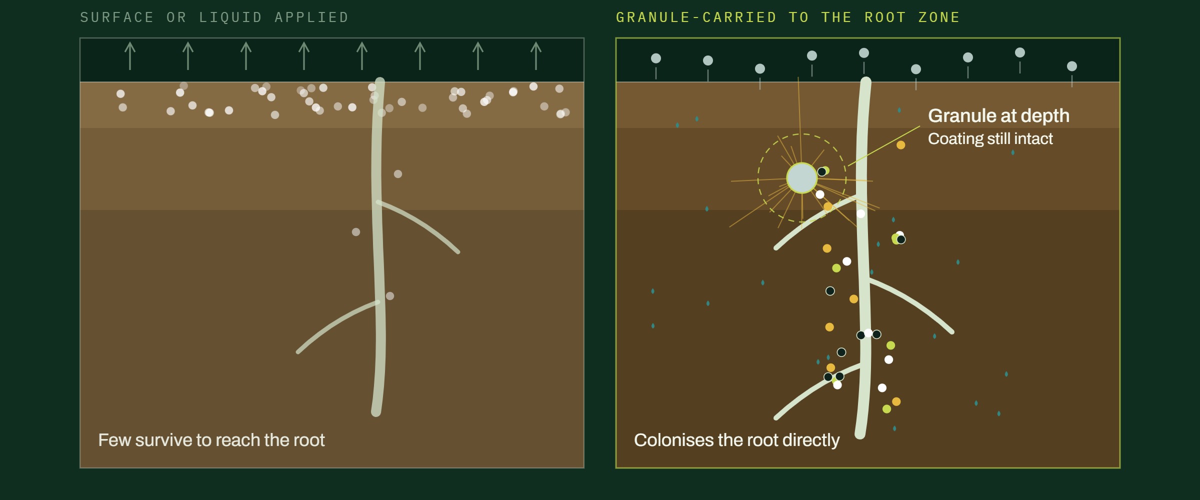 Comparison of two delivery routes — surface or liquid application leaving microbes stranded above the root zone, against granule-carried delivery placing them at the root.